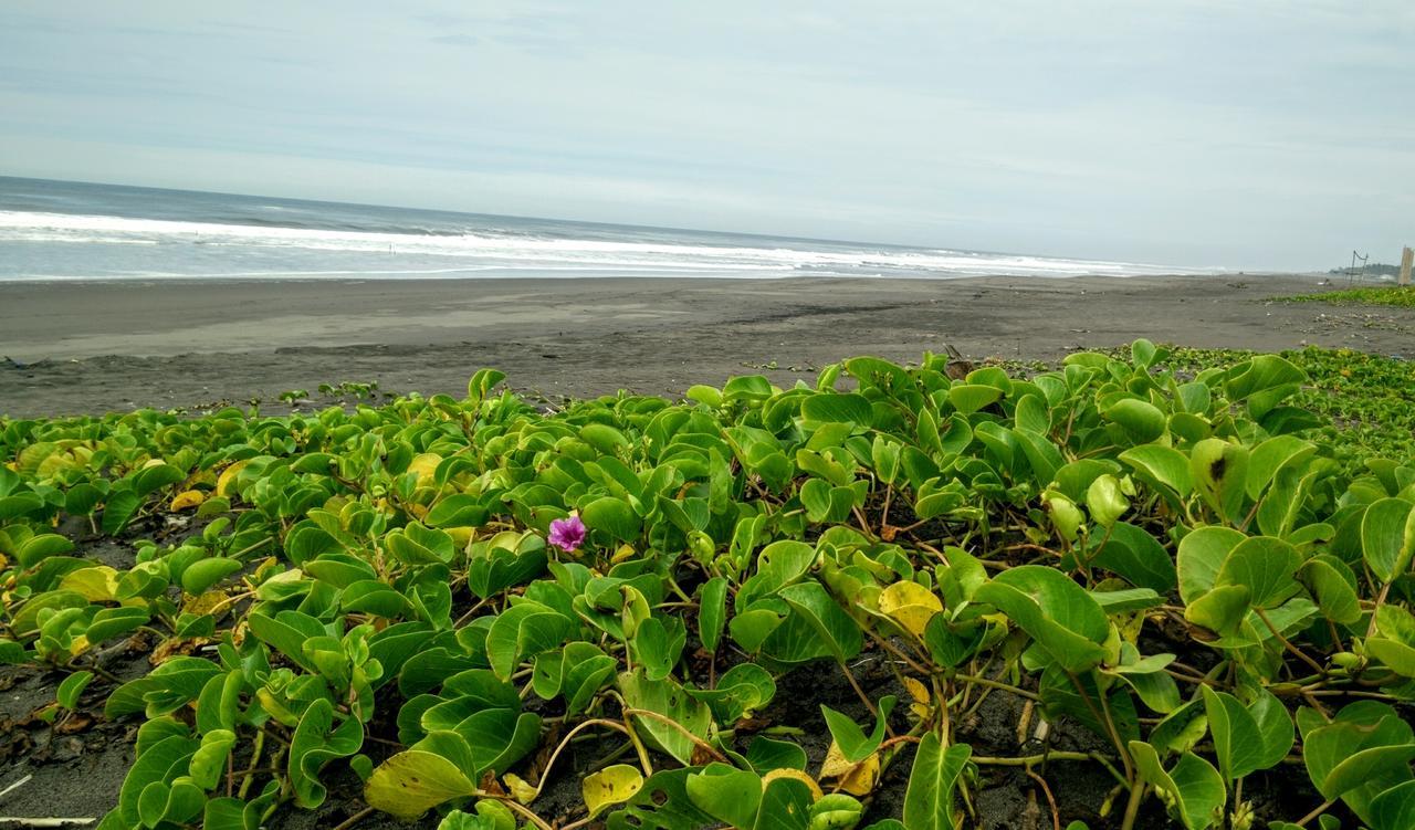Eco-Hotel Playa Quilombo Las Lisas Luaran gambar
