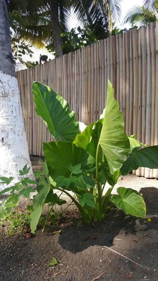 Eco-Hotel Playa Quilombo Las Lisas Luaran gambar